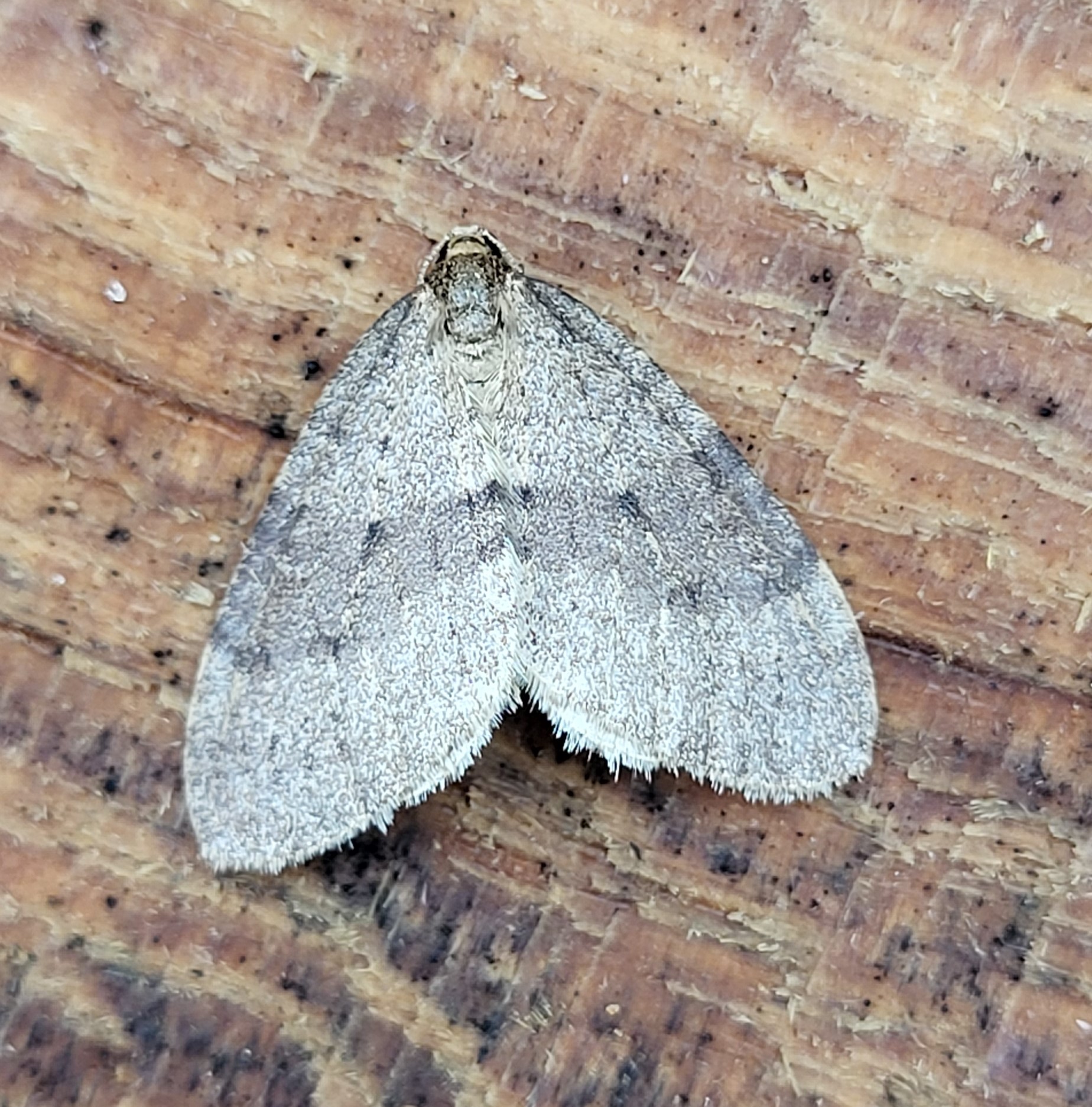 Photo of Winter Moth (Operophtera brumata)